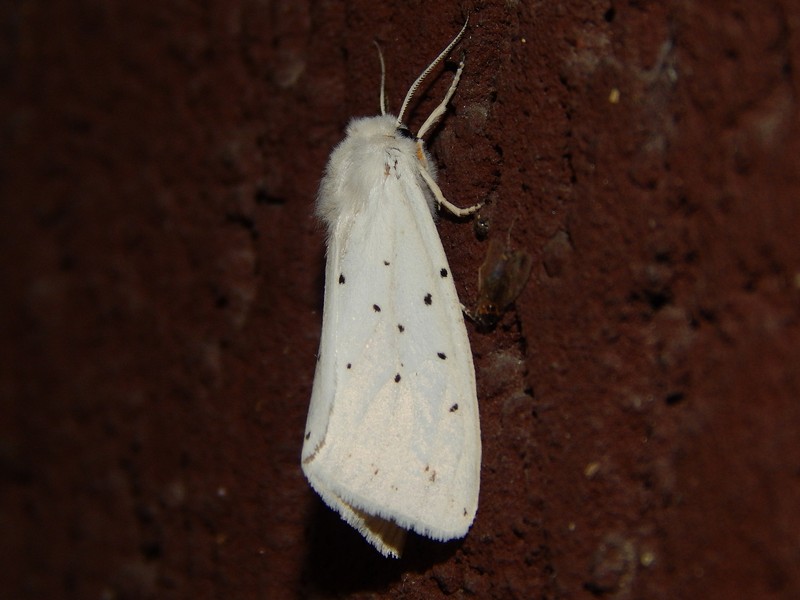 Spilosoma lubricipeda?